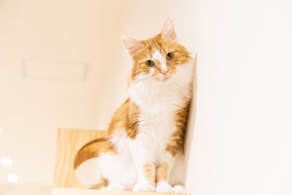 シェリ の写真