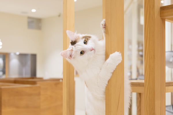 ツキミ の写真