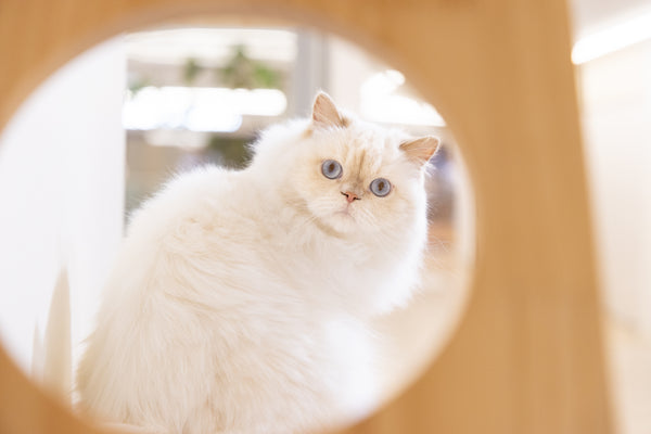 フワ の写真