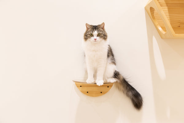 ミナト の写真