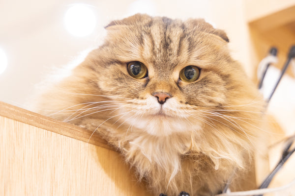 ヒマ の写真
