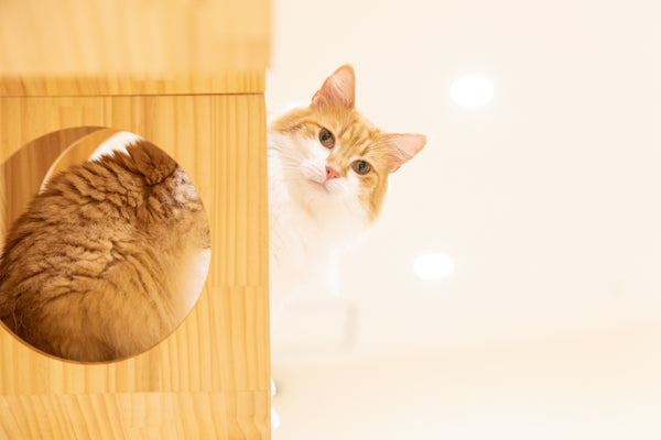 ナッツ の写真