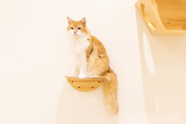 ナッツ の写真