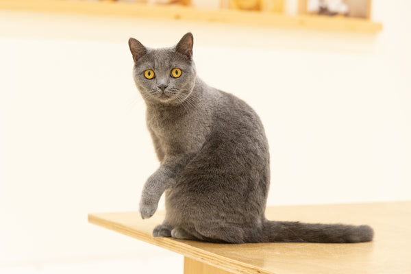ロズ の写真