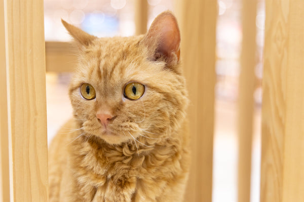 レツ の写真