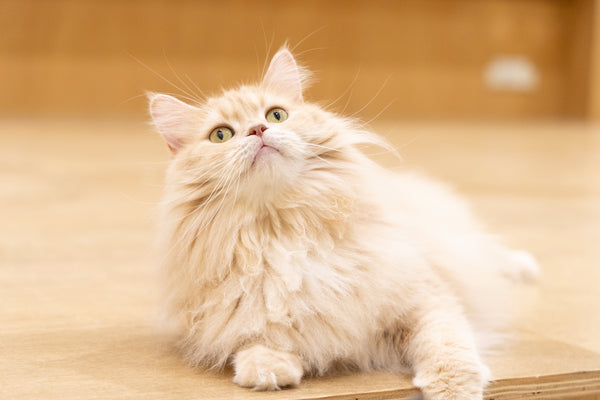 ハヤテ の写真