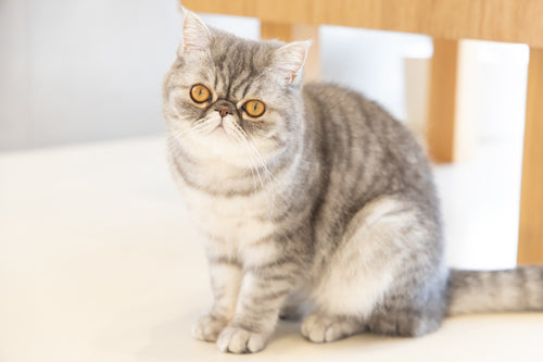 ミア