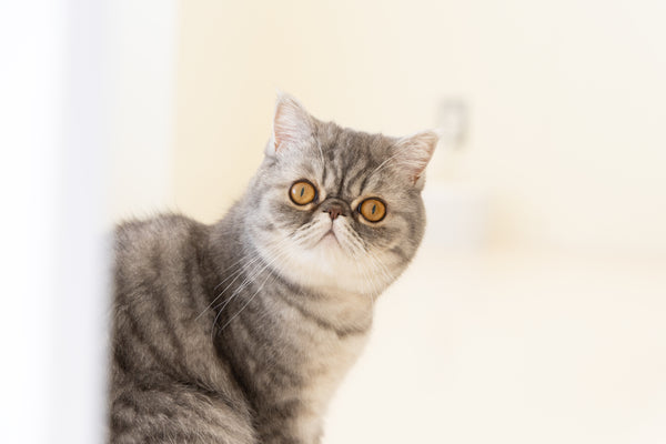 ミア の写真