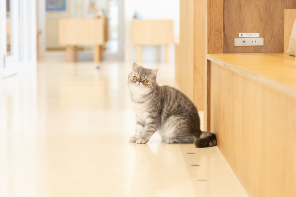 ミア の写真