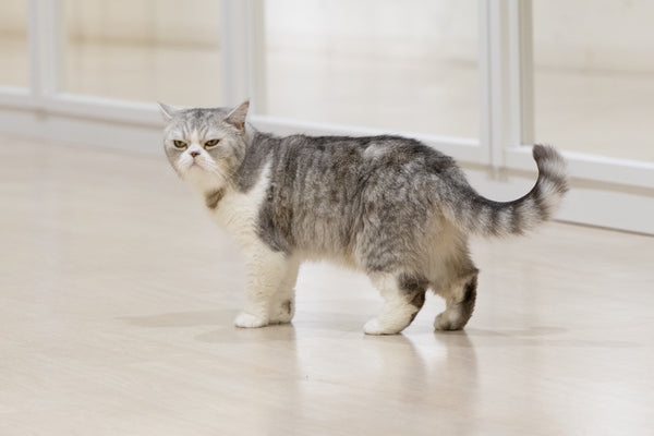 チック の写真