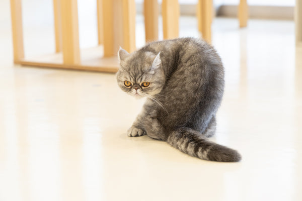 ミア の写真