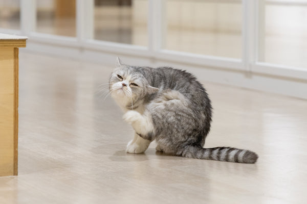 チック の写真