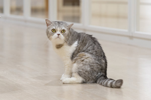 チック の写真