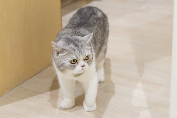 チック の写真