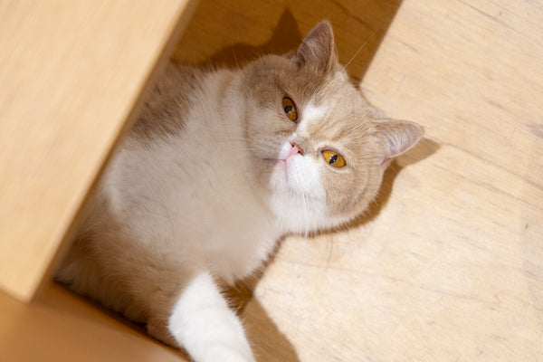 タルト の写真