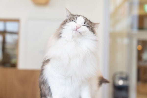 クララ の写真