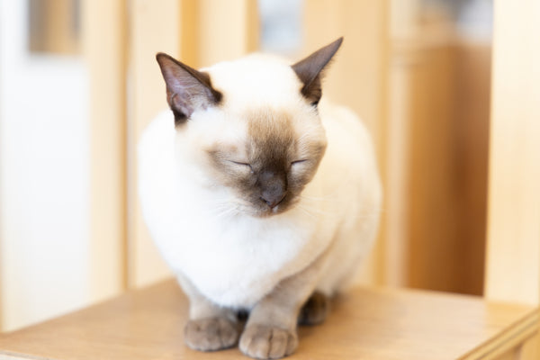 モアナ の写真