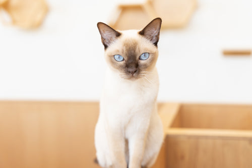 モアナ