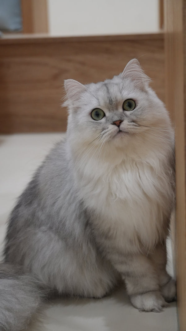 テレサ の写真