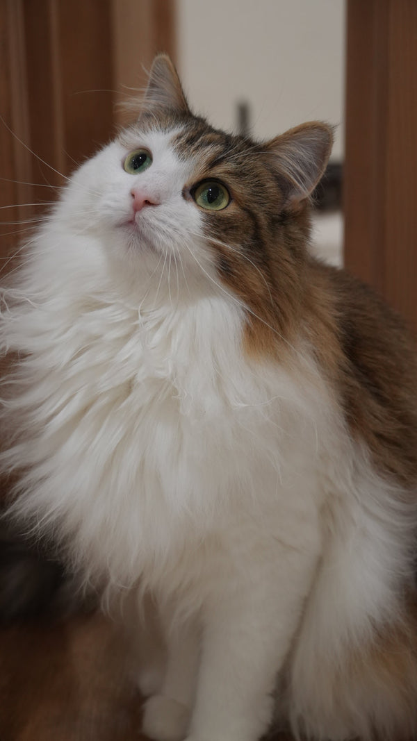 オーロラ の写真