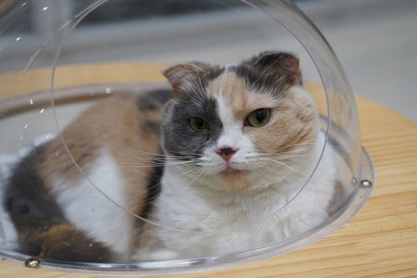 ポテ の写真