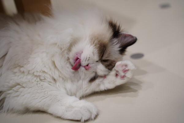 スモア の写真
