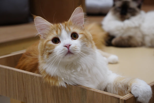 キラ の写真