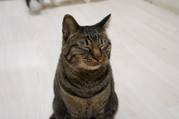 キビスケ の写真