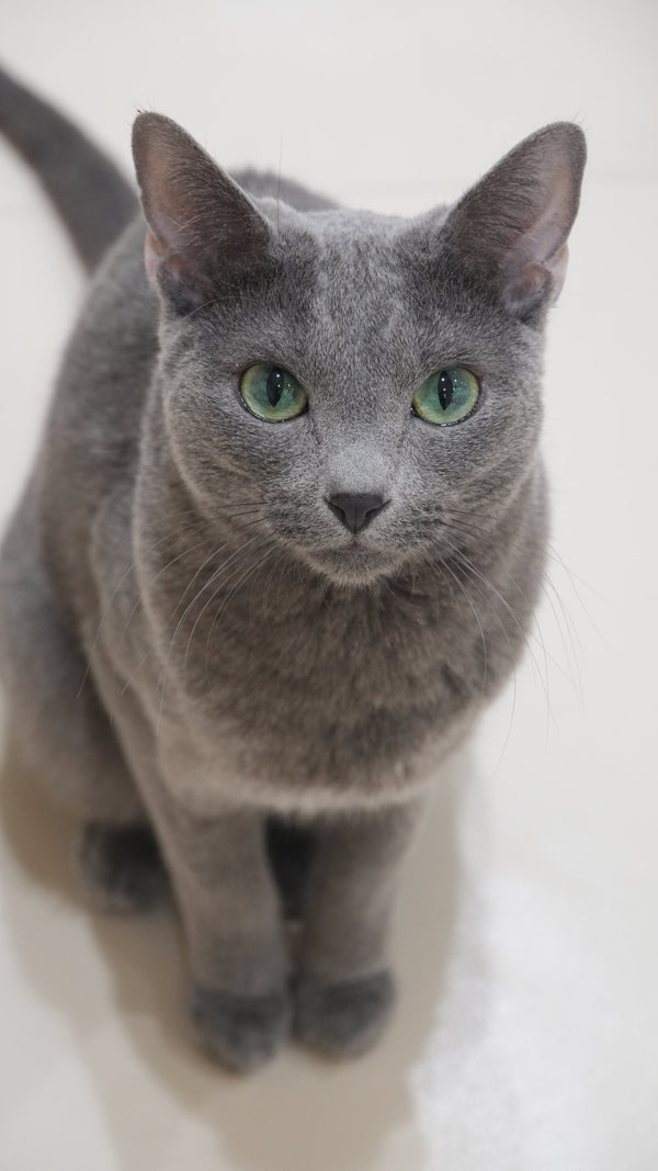 ベキリー の写真