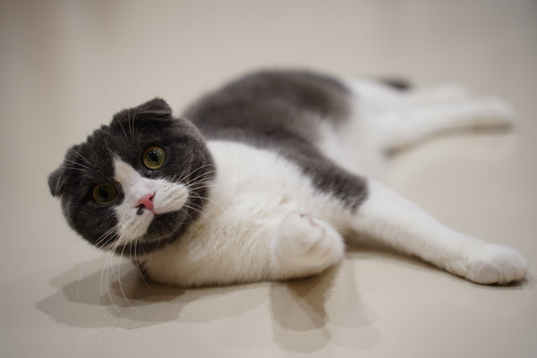 オコワ の写真