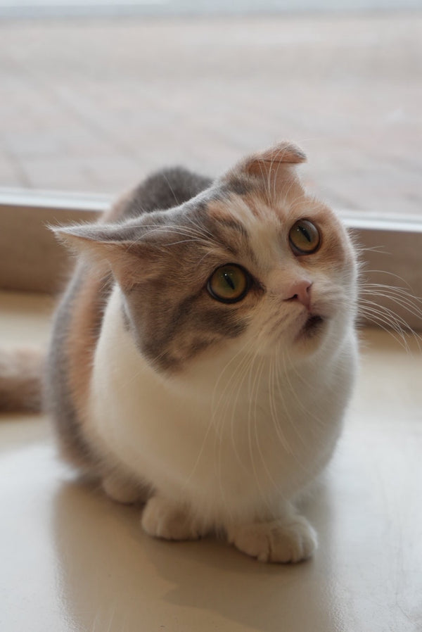 モモカ の写真