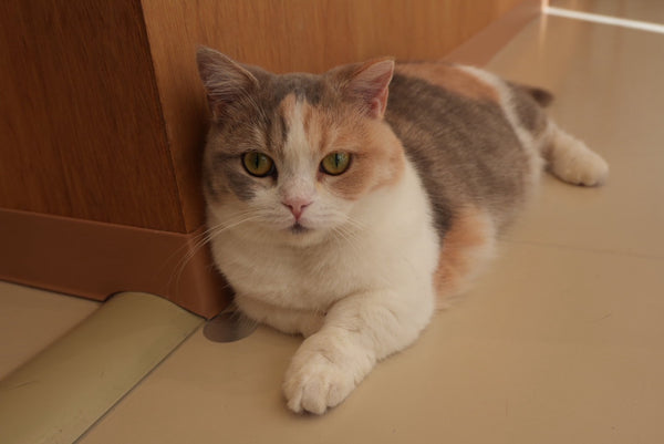 モモカ の写真