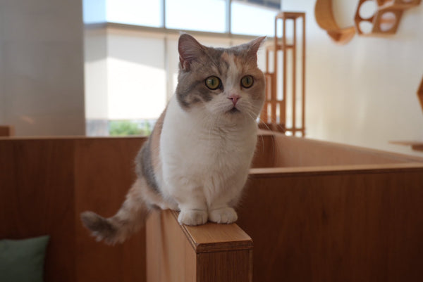 モモカ の写真