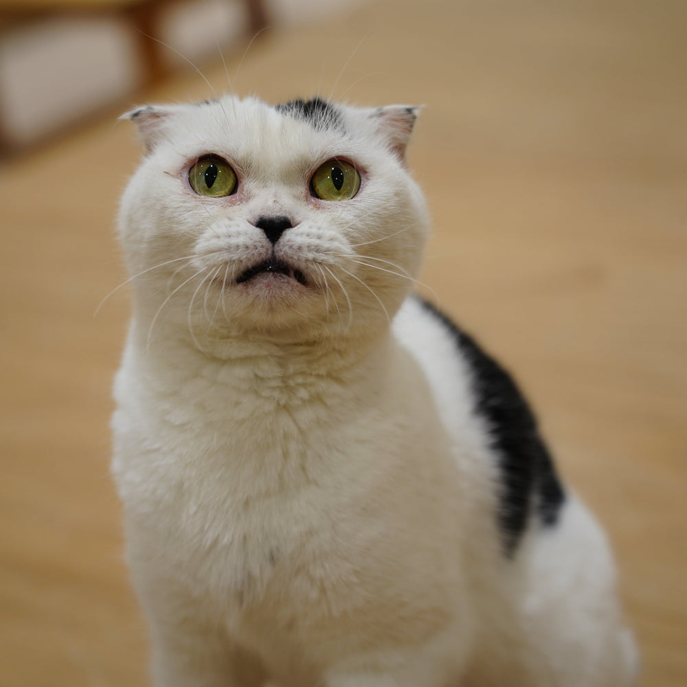 ウシマル