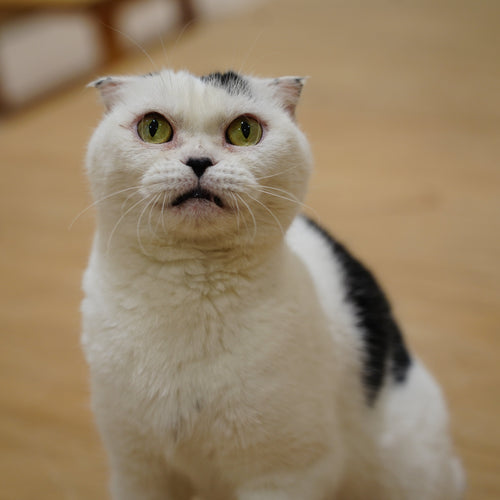 ウシマル