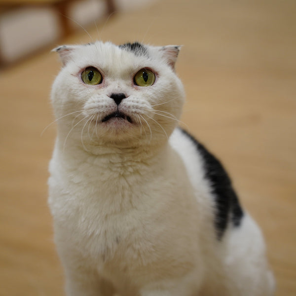 ウシマル