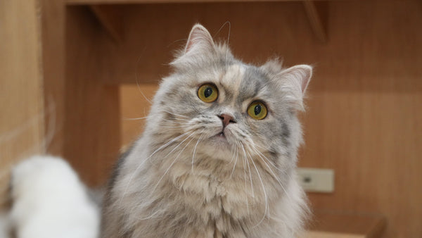 ラブ の写真