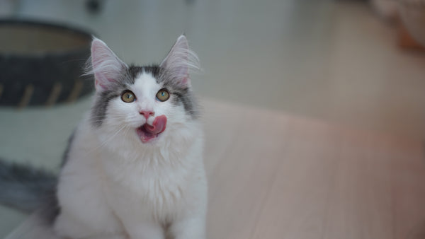 ソラタ の写真