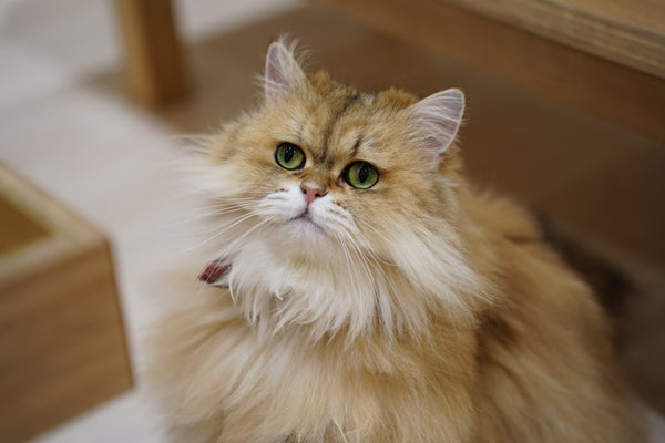 ヘンリー の写真