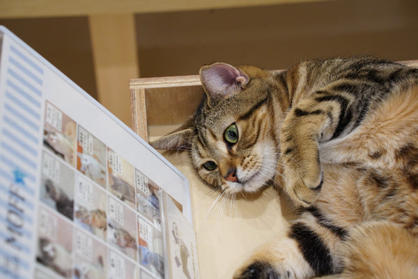 コゲマル の写真
