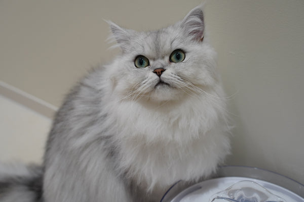 セナ の写真