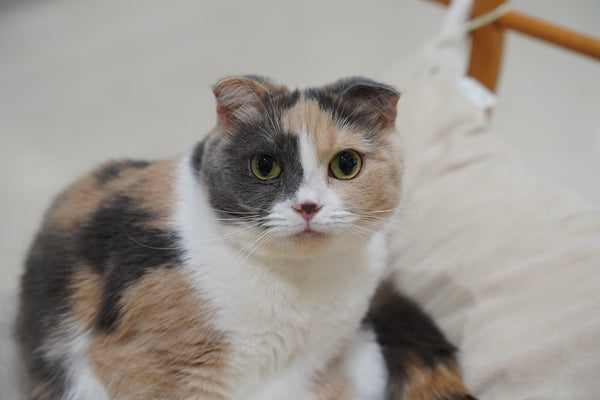 ポテ の写真
