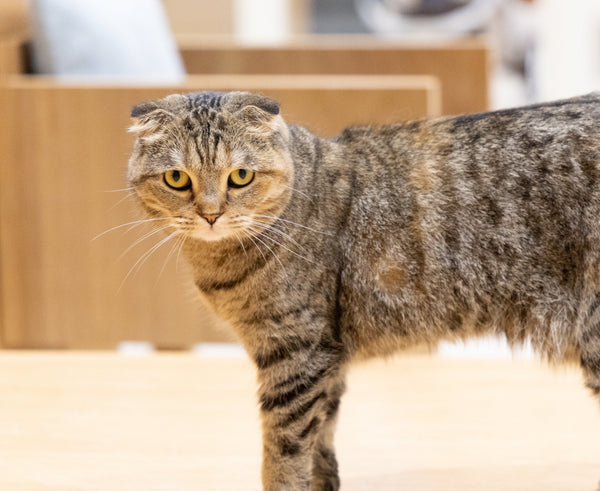 マカロン