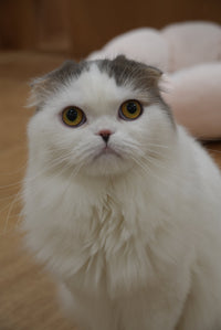 プラム