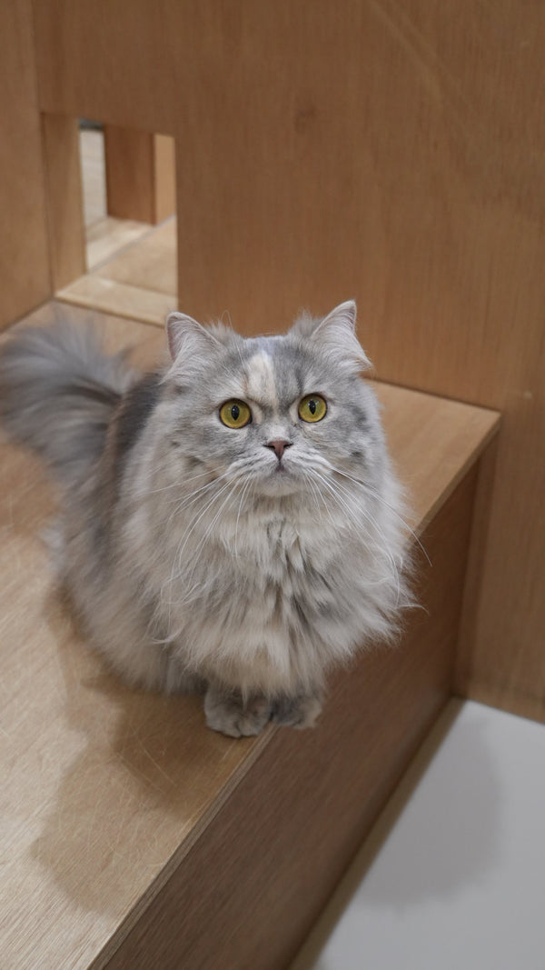 ラブ の写真