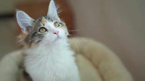 サラサ の写真