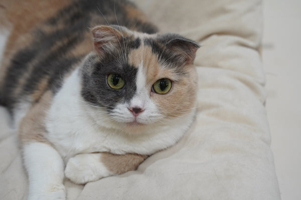 ポテ の写真
