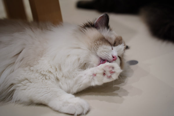 スモア の写真