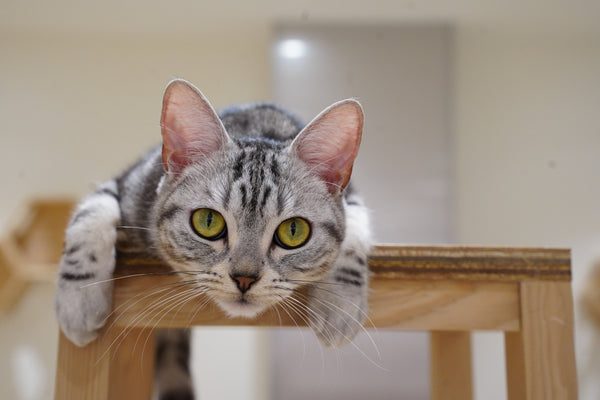ラビ の写真