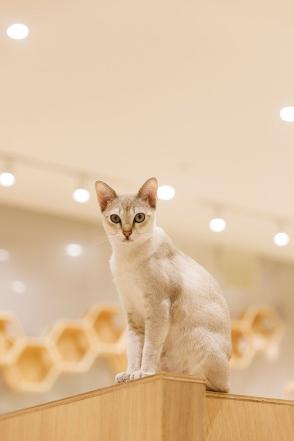 リリス の写真